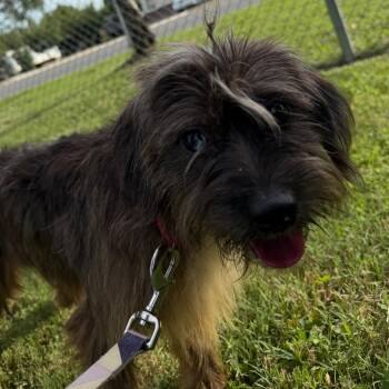 Rome -  Terrier and Mixed Breed Dog for Adoption in Wilmington, Delaware - Rome | PetCurious