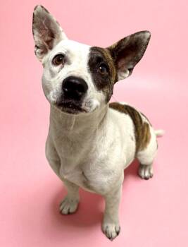 Rescue Boston Terrier and Dachshund Dogs for Adoption in Luling, Texas - Scout | PetCurious