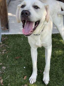 Ghost - 1 -  Labrador Retriever and Mixed Breed Dog for Adoption in Daytona Beach, Florida - Ghost - 1 | PetCurious