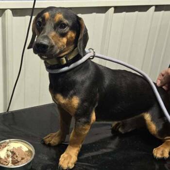 Monk -  Dachshund and Mixed Breed Dog for Adoption in Springboro, Ohio - Monk | PetCurious
