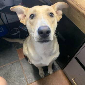 Hobo -  White German Shepherd Dog Available for Adoption in Laurel, Mississippi - Hobo | PetCurious