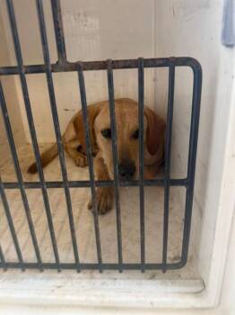 KETTLE -  Labrador Retriever Dog for Adoption - KETTLE | PetCurious