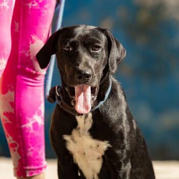 Bimba -  Labrador Retriever and English Pointer Dog for Adoption in New York, New York - Bimba | PetCurious