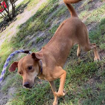 Ridge -  Mixed Breed Dog for Adoption in Tampa, Florida - Ridge | PetCurious