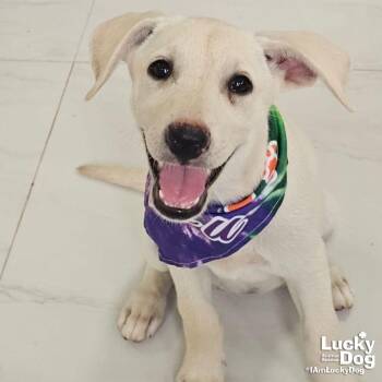 Isa -  Australian Shepherd and Cattle Dog Dog for Adoption in Washington, District Of Columbia - Isa | PetCurious