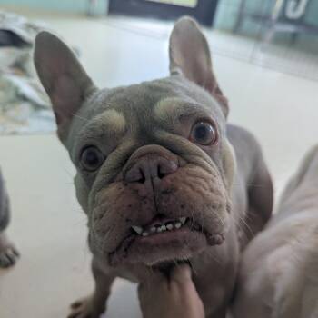 Chiqui 3732 -  French Bulldog Dog for Adoption in Loxahatchee Groves, Florida - Chiqui 3732 | PetCurious