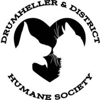 Maximus -  Pit Bull Terrier and Chocolate Labrador Retriever Dog for Adoption in Drumheller, Alberta - Maximus | PetCurious