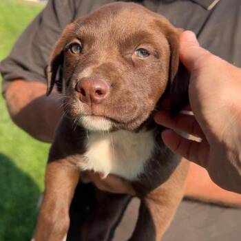 Rubble -  Mixed Breed Dog for Adoption in Bend, Oregon - Rubble | PetCurious