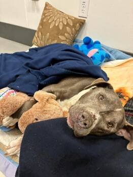 Labrador Retriever and American Staffordshire Terrier Dogs Available for Adoption - Francis | PetCurious