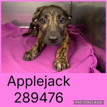APPLEJACK -  Mixed Breed Dog for Adoption in Macon, Georgia - APPLEJACK | PetCurious
