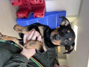 Australian Cattle Dog Blue Heeler Dogs Available for Adoption in Milford, Connecticut - Bear  | PetCurious