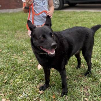 German Shepherd Dog and Australian Kelpie Dogs Available for Adoption in Friendswood, Texas - Stormy Belle Is Your Soul Dog | PetCurious