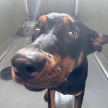 Breezy -  Mixed Breed Dog for Adoption in Spokane, Washington - Breezy | PetCurious