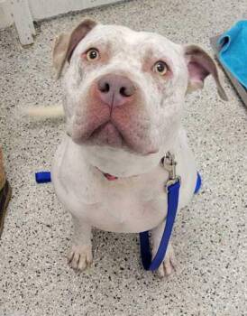 Nova -  Pit Bull Terrier and Mixed Breed Dog for Adoption in Kansas City, Missouri - Nova | PetCurious