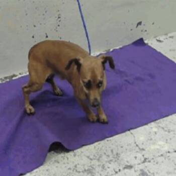 Chihuahua and Dachshund Dogs Available for Adoption in Park Row, Texas - Cooper | PetCurious