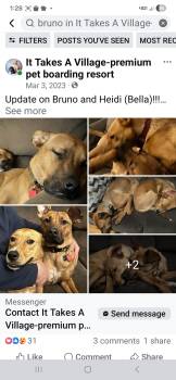 Rescue German Shepherd Dog Dogs for Adoption in Athens, Alabama - Bruno (and Bella) | PetCurious