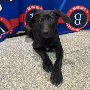 Buttercup* -  Black Labrador Retriever Dog for Adoption in San Gabriel, California - Buttercup* | PetCurious