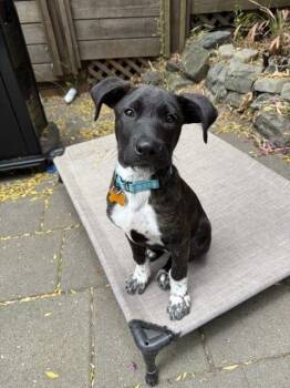 Paisley -  Cattle Dog Dog for Adoption in Sunnyvale, California - Paisley | PetCurious