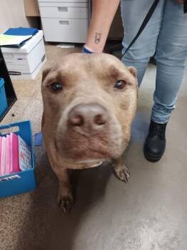 Pit Bull Terrier Dogs Available for Adoption in Brownwood, Texas - Jumba | PetCurious