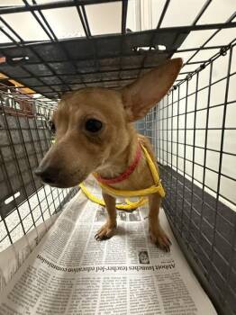 LIL MAN -  Chihuahua and Mixed Breed Dog for Adoption in Pasadena, Texas - LIL MAN | PetCurious
