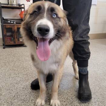 Blue -  Mixed Breed Dog for Adoption in Lake Panasoffkee, Florida - Blue | PetCurious