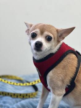 Chihuahua Dogs Available for Adoption - Diamond | PetCurious