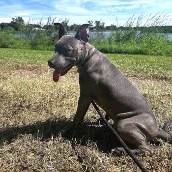Demi -  Mixed Breed Dog for Adoption in Titusville, Florida - Demi | PetCurious