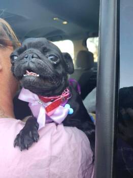 Pugsy -  Pug Dog for Adoption in Mesa, Arizona - Pugsy | PetCurious