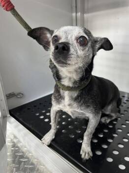 TWYLA -  Chihuahua Dog for Adoption in Palmetto, Florida - TWYLA | PetCurious