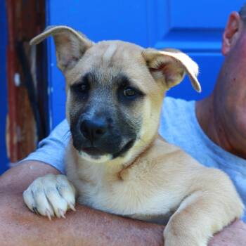CT Milly -  Shepherd and Cattle Dog Dog for Adoption in Eastford, Connecticut - CT Milly | PetCurious