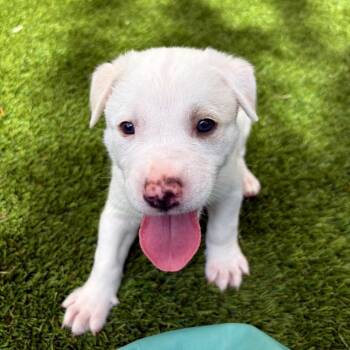Tuna -  Shepherd Dog for Adoption in Torrey, Utah - Tuna | PetCurious