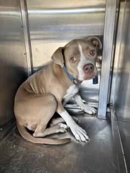 MELA -  Mixed Breed Dog for Adoption in Dallas, Texas - MELA | PetCurious