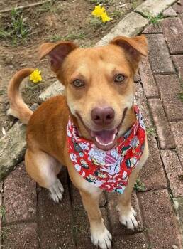 Labrador Retriever Dogs Available for Adoption in North Reading, Massachusetts - Benny | PetCurious