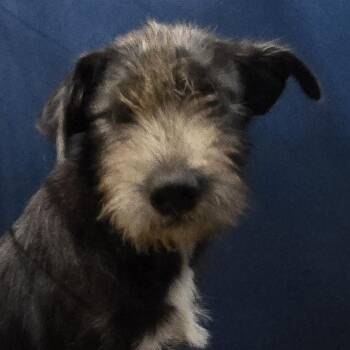Lil Scruff -  Wirehaired Terrier and Mixed Breed Dog for Adoption in Montgomery, Alabama - Lil Scruff | PetCurious