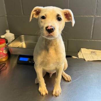 Pit Bull Terrier and Mixed Breed Dogs Available for Adoption in Tuscaloosa, Alabama - Knox | PetCurious