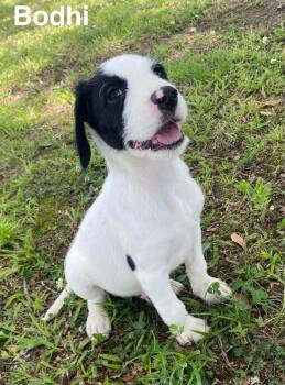 Labradoodle Dogs Available for Adoption in Glocester, Rhode Island - Bodhi | PetCurious