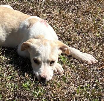 Golden Retriever and Pit Bull Terrier Dogs Available for Adoption - Nosey | PetCurious