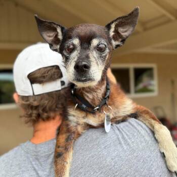 Bailgrin -  Chihuahua Dog for Adoption in Ramona, California - Bailgrin | PetCurious