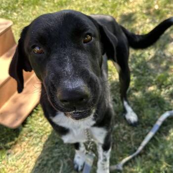 Mochi - ECAS -  Border Collie and Labrador Retriever Dog for Adoption in Pleasanton, California - Mochi - ECAS | PetCurious