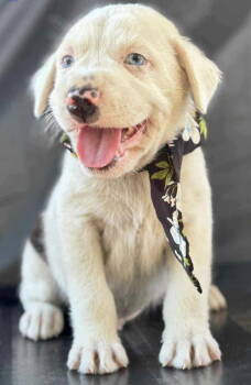 Rescue Labrador Retriever Dogs for Adoption in Jefferson, New Jersey - Cooper | PetCurious