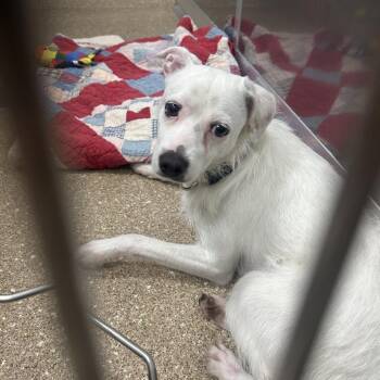 The Dude -  Jack Russell Terrier Dog for Adoption in Sonoma, California - The Dude | PetCurious