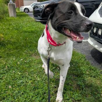 Molly Moocow -  Mixed Breed Dog for Adoption in Pittsburgh, Pennsylvania - Molly Moocow | PetCurious