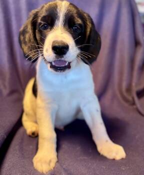 Beagle and Great Pyrenees Dogs Available for Adoption in Brooklyn Center, Minnesota - Miles | PetCurious