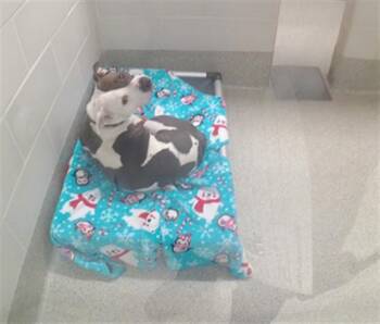 RHEA -  Boxer and Mixed Breed Dog for Adoption in Omaha, Nebraska - RHEA | PetCurious