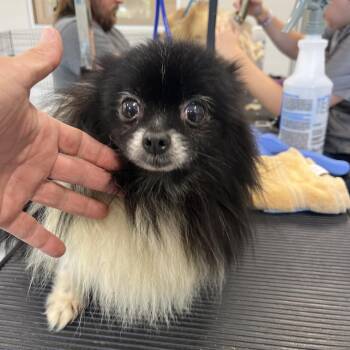 Flo -  Pomeranian Dog for Adoption in Fort Wayne, Indiana - Flo | PetCurious