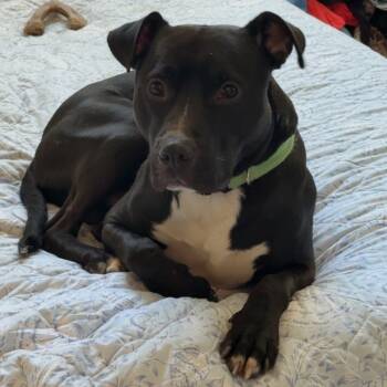 Rescue Pit Bull Terrier Dogs for Adoption in Reisterstown, Maryland - Loki | PetCurious