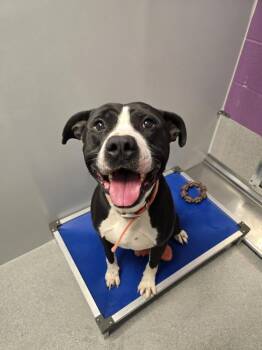 Pit Bull Terrier Dogs Available for Adoption - Gizmo | PetCurious