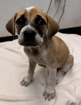 Alice -  Mixed Breed Dog for Adoption in Lockhart, Texas - Alice | PetCurious