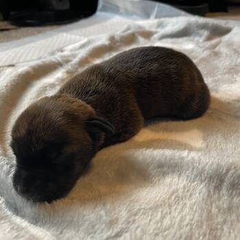 Rescue Miniature Pinscher Dogs for Adoption in Austell, Georgia - Mushu | PetCurious