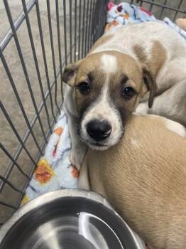 Labrador Retriever and Mixed Breed Dogs Available for Adoption in Tallahassee, Florida - BISHOP | PetCurious